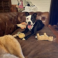 adopt a pet
