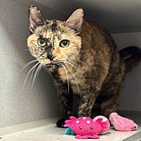 adopt a pet