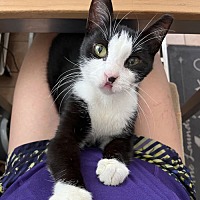 adopt a pet