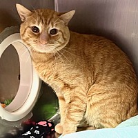 adopt a pet