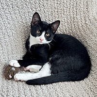 adopt a pet