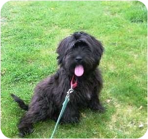 Tibetan Terrier Poodle Puppies Goldenacresdogs Tibetan Terrier Poodle Puppies