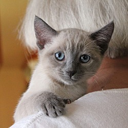 Thumbnail photo of Gwen-Siamese kitten #4