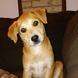 Thumbnail photo of Sassy (adoption pending) #1