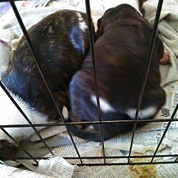 Thumbnail photo of A liter of puppies #4