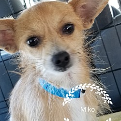 Thumbnail photo of Miko #1