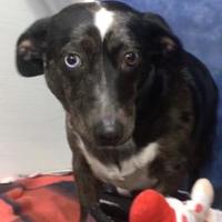 Anderson Animal Shelter - Pet Supplies Plus in North Aurora, Illinois