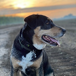 Dachshund Puppies For Sale In Visalia California Adoptapet Com