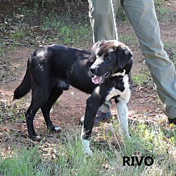 Photo of Rivo
