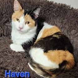 Thumbnail photo of Haven #1