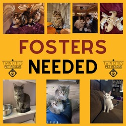 Photo of Cat/Kitten fosters needed!