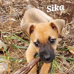 Thumbnail photo of Sika DD* #3