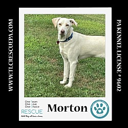 Thumbnail photo of Morton (Cartoon Cuties) 080324 #1