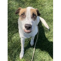adopt-pet