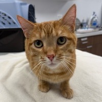 adopt-pet