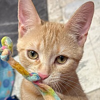 adopt a pet