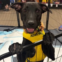 adopt a pet