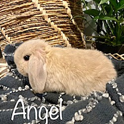 Photo of Angel (In Home)