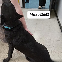 Thumbnail photo of Max A2651 #2