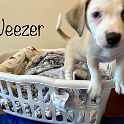 Thumbnail photo of Weezer #2