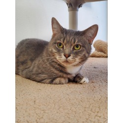 Photo of POPPY