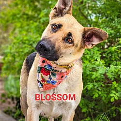 Thumbnail photo of Blossom #1
