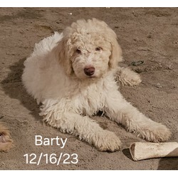Thumbnail photo of Barty #2