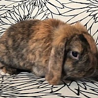 adopt-pet