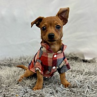 adopt a pet