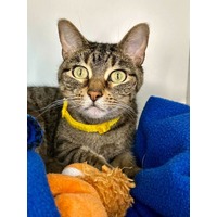 adopt-pet