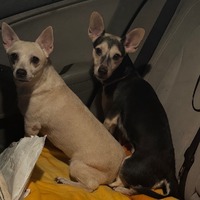 adopt-pet