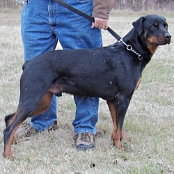 Thumbnail photo of Duke (95 lb) Big, Sweet Boy! #2