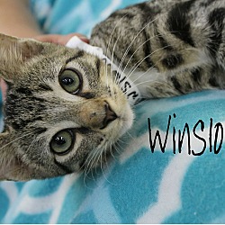 Thumbnail photo of Winslow #2