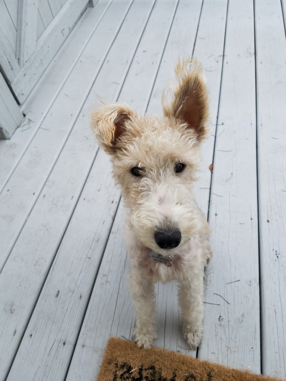 weird hair fox terrier