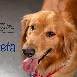 Golden Retriever Puppies For Sale In St Petersburg Florida Adoptapet Com
