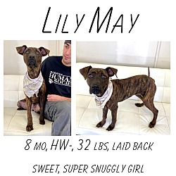 Thumbnail photo of Lily May #1