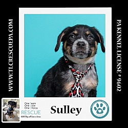 Thumbnail photo of Sulley (Caryn's Monsters Inc Pups)  012724 #2