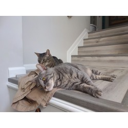 Thumbnail photo of Morty and Sylvester (2 cats) #1