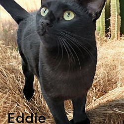 Thumbnail photo of Eddie #2