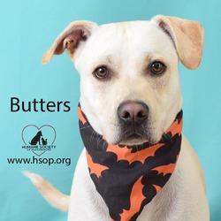 Thumbnail photo of Butters #2