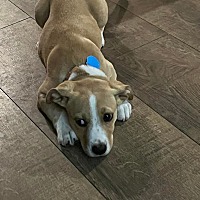 adopt a pet