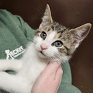 Adopt A Pet :: Chrysanthemum - Versailles, KY