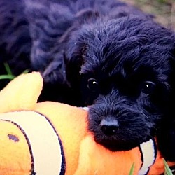 Thumbnail photo of LULU(OUR "BICH-POO" PUPPY! #1