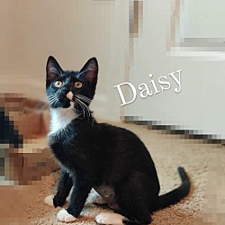Thumbnail photo of Daisy #2