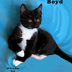 Photo of Boyd