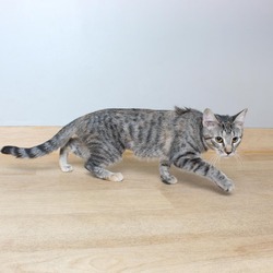 Thumbnail photo of Gracie (bonded with Stripes) C14797 #3