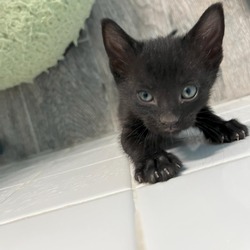 Thumbnail photo of LANI  (Black Kitten) #1