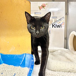 Thumbnail photo of Kiwi #3