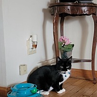 adopt a pet