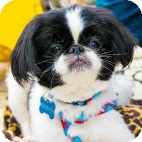 brussels griffon pekingese mix